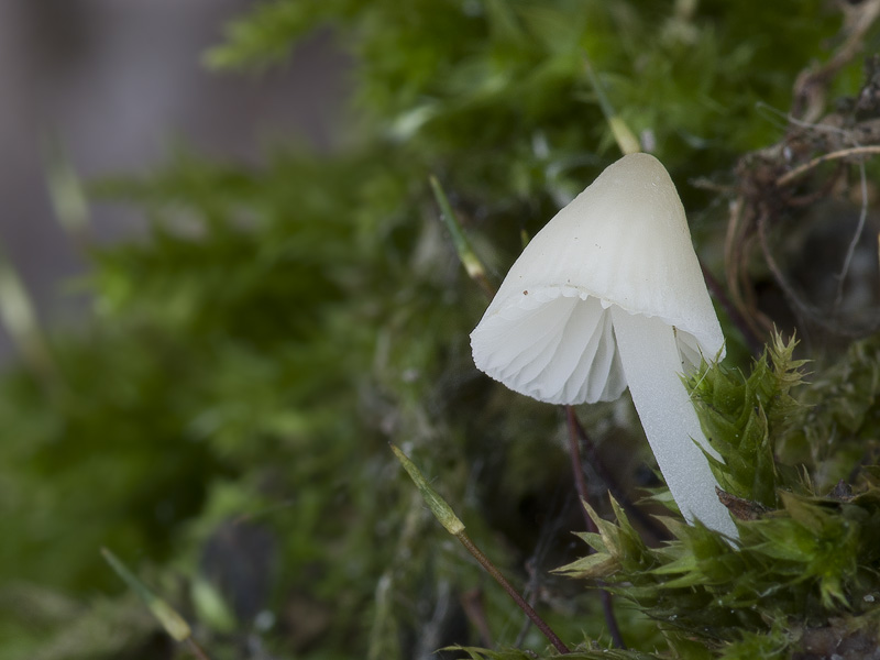 Mycena olida